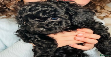 Toy Poodle dogs - Advert 14