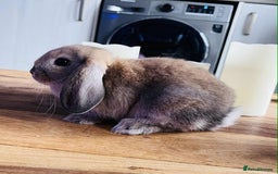 Mini Lop rabbits for sale: Mini lop rabbits  - Image 4