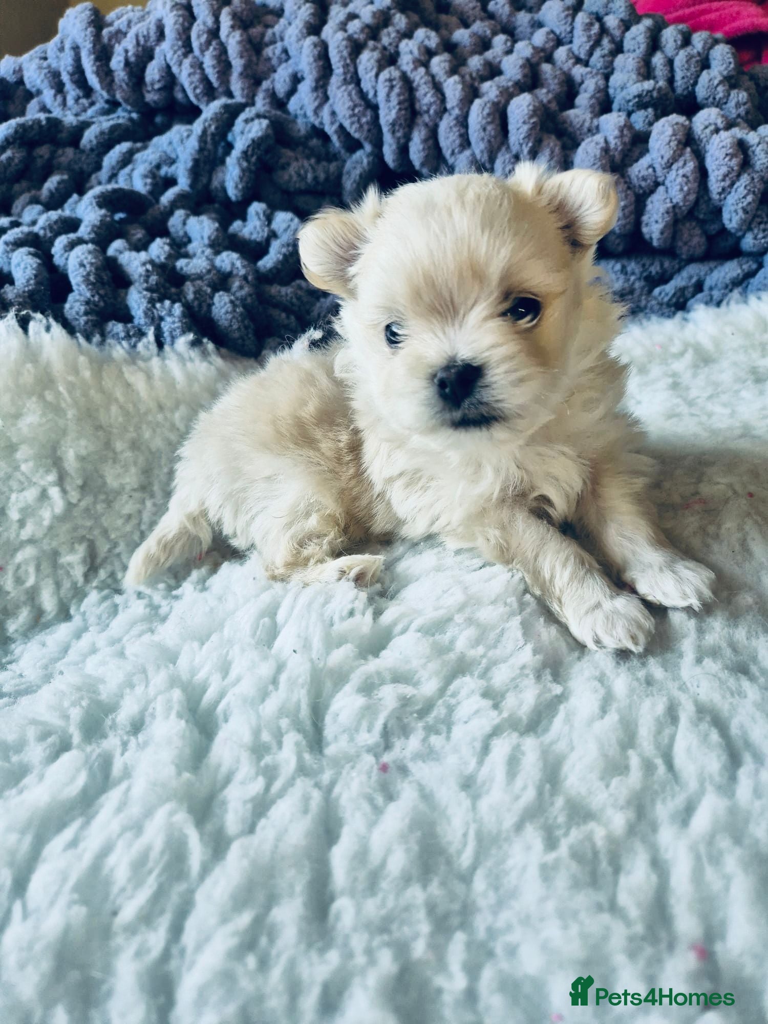 Mixed Breed dogs Maltipom - Advert 12