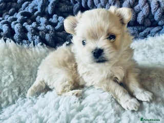 Mixed Breed dogs Maltipom - Advert 12