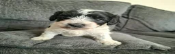 Mixed Breed dogs for sale: Cockapoochon - Advert 3
