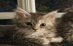 Maine Coon cats for sale: HIGH SILVER EHITE  GIRL ✨TICA REG BREEDER - Image 12