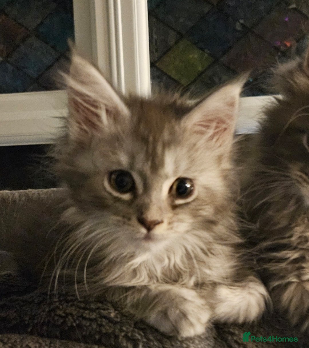 Maine Coon cats for sale: HIGH SILVER EHITE  GIRL ✨TICA REG BREEDER - Image 12