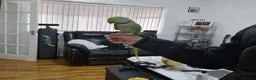 Parrots birds for sale: Super Tamed Alexanderian Parrot for sale - Advert 17