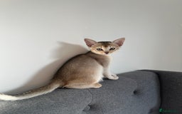 Abyssinian cats for sale: GCCF registered beautiful Abyssinian kittens - Image 13