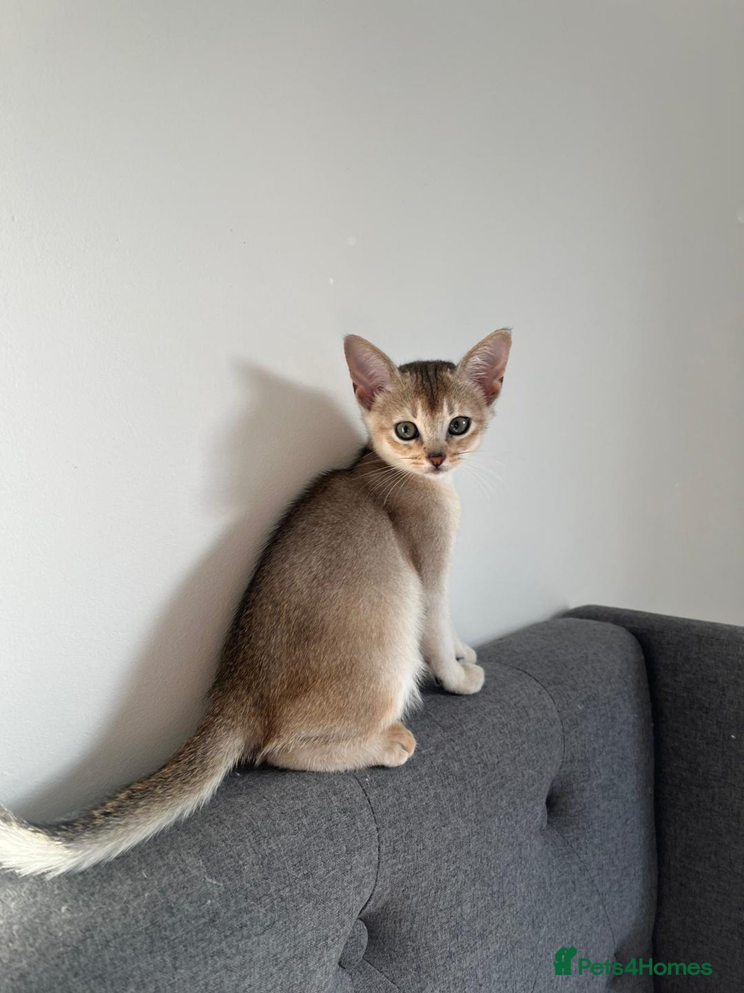 Abyssinian cats for sale: GCCF registered beautiful Abyssinian kittens - Image 13