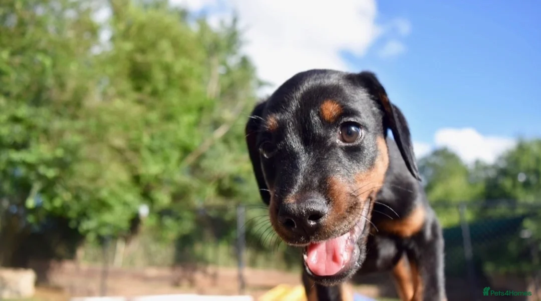 Mixed Breed dogs for sale: 3 Beautiful Doberman Puppies Looking for Loving - Advert 5