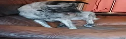 Mixed Breed dogs for adoption: DAFFI/v sweet girl/ adores dogs/big personality in Nottingham - Advert 17
