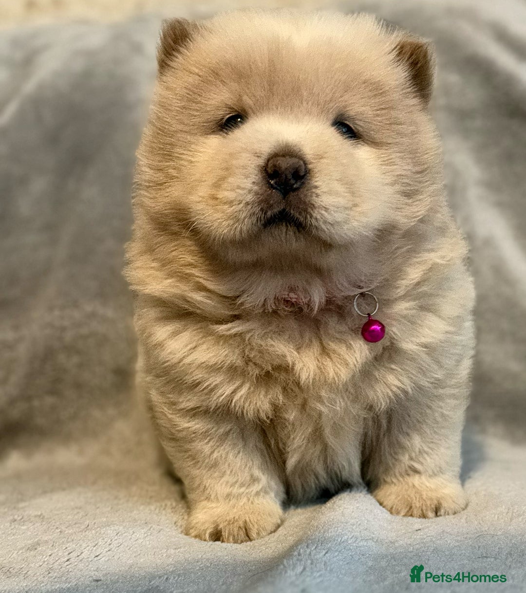 Chow Chow dogs for sale: KC Reg Chow Chow Puppies  - Advert 12