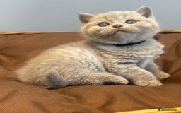 British Shorthair cats for sale: 5 Star - BSH Litter (Two Cinnamon, Fawn & Lilac) - Image 6