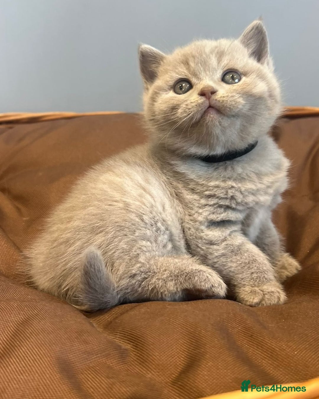 British Shorthair cats for sale: 5 Star - BSH Litter (Two Cinnamon, Fawn & Lilac) - Image 6