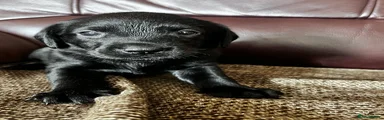 Labrador Retriever 2
