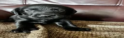 Labrador Retriever dogs for sale: Beautiful litter of KC black working Labradors  - Advert 20