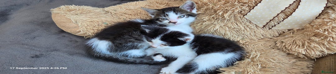 Domestic Shorthair Kitten 2