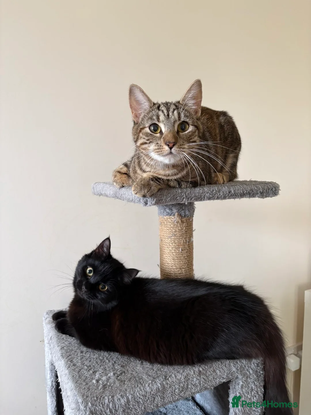 British Shorthair cats for sale: Fluffy-The tabby in Ipswich - Advert 2