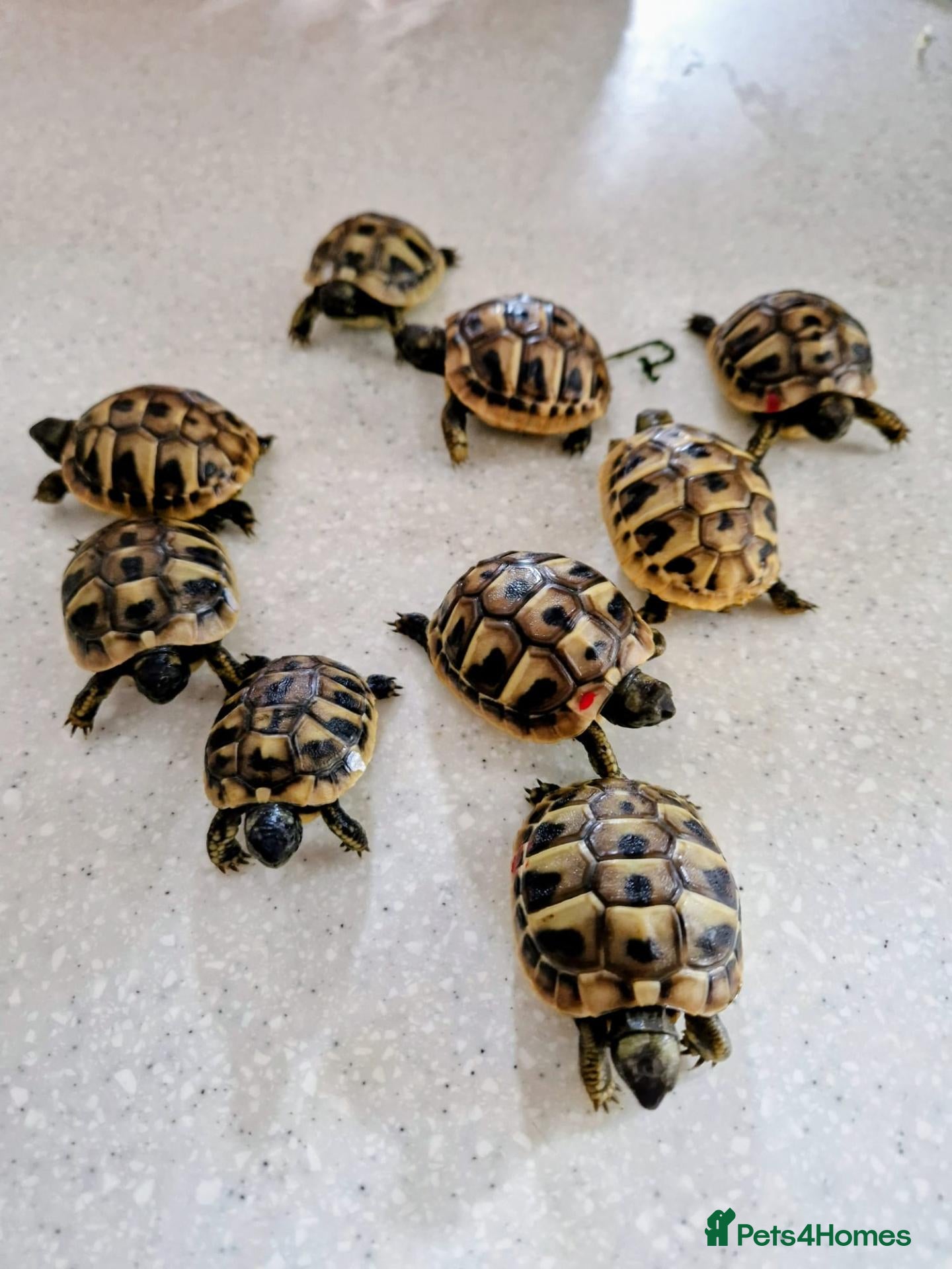 Tortoise reptiles Hermans Tortoises - Advert 1