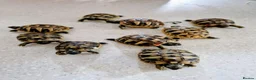 Tortoise reptiles for sale: Hermans Tortoises - Advert 1