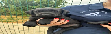 Labrador Retriever 6