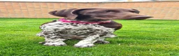 German Shorthaired Pointer dogs for sale: KC Registered German Shorthaired Pointer Puppies - Advert 15