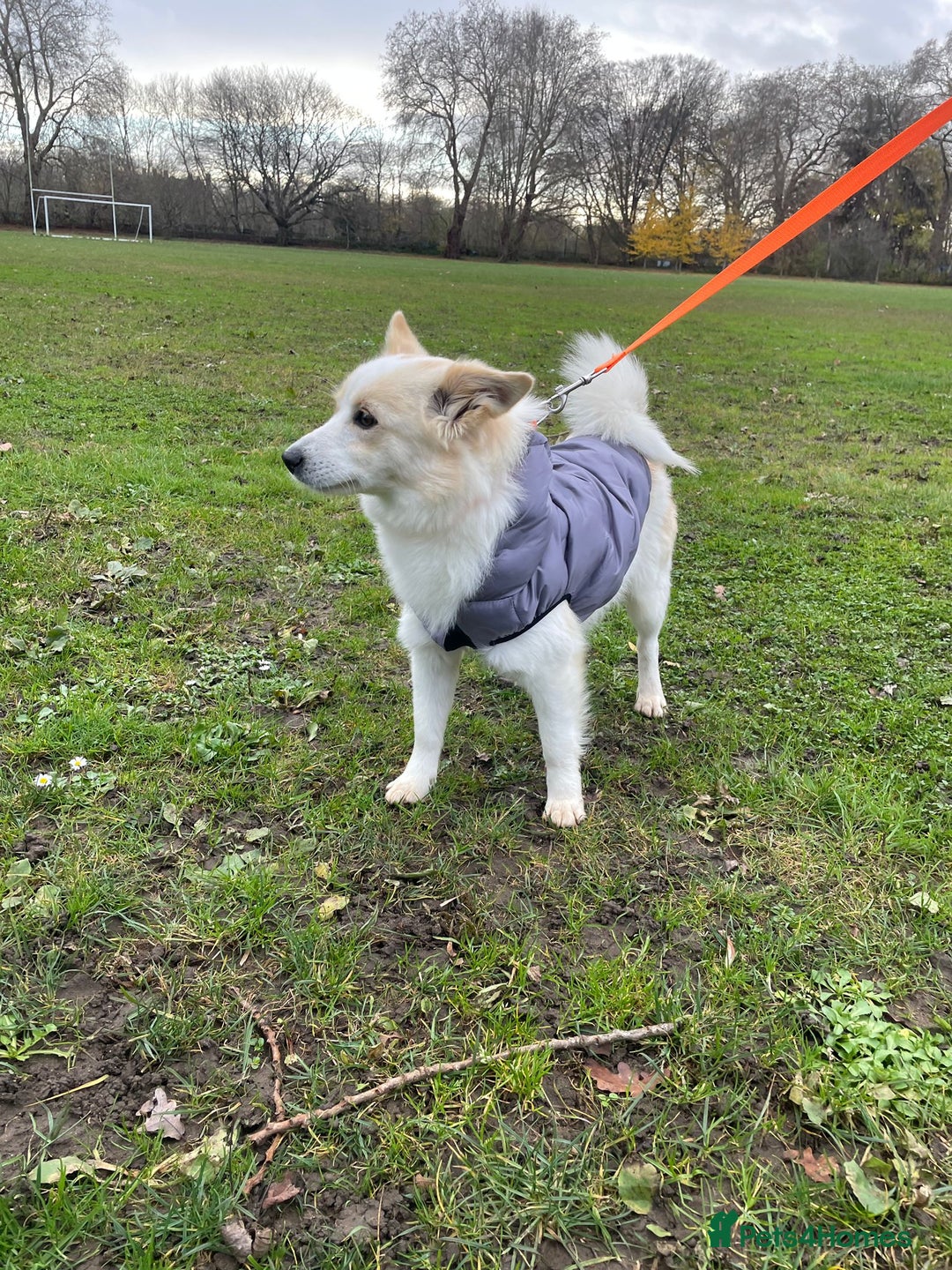 German Spitz dogs for adoption: Rescued Spitz Lola Looking For Her New Home - Advert 10