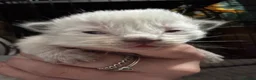 Ragdoll cats for sale: Ragdoll kittens  - Advert 10