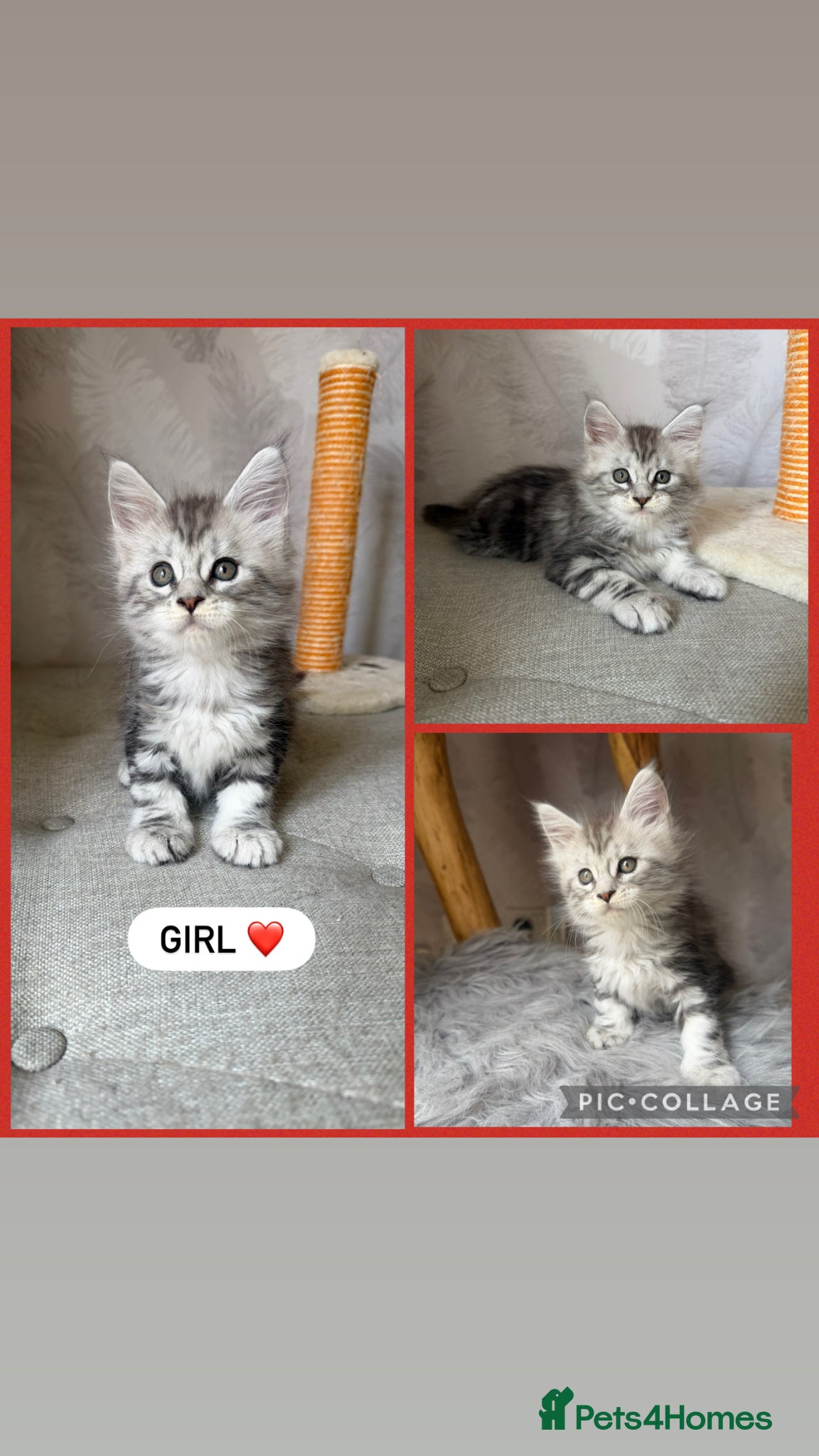 Maine Coon cats TICA registered kittens - Advert 1