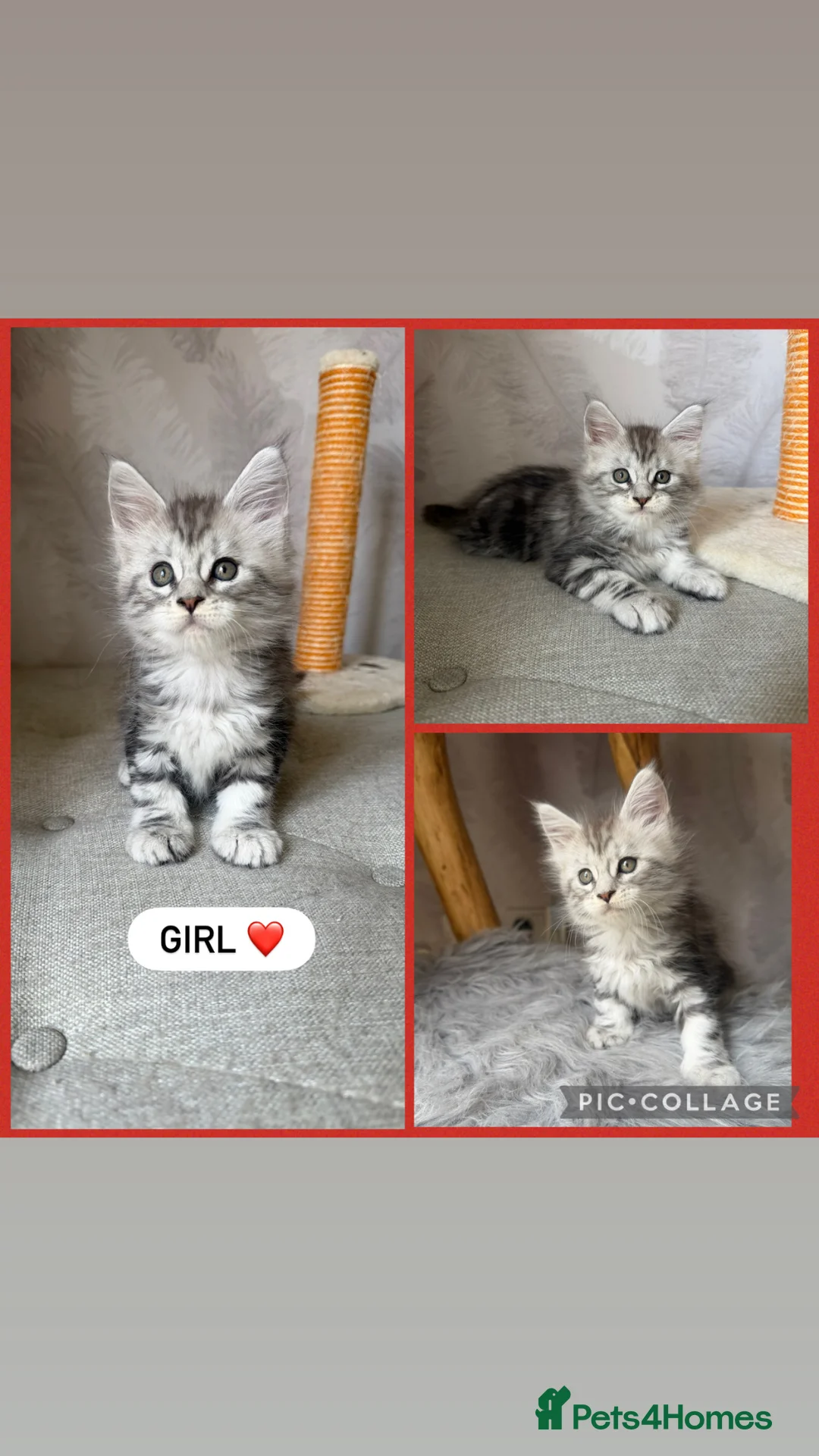 Maine Coon cats for sale: TICA registered kittens - Advert 1