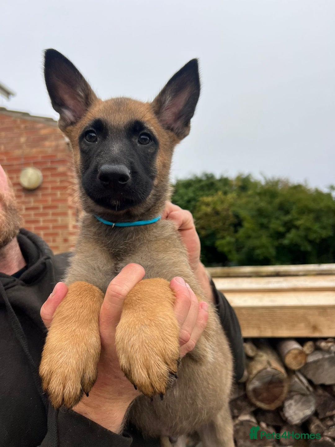 Mixed Breed dogs for sale: Czech shepherd x Belgium malinois - Image 5