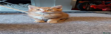 Garfeild 