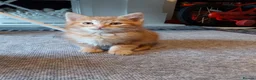 Mixed Breed cats for sale: 4 mixed kittens ready for loving homes - Advert 9