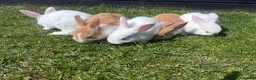 Mixed Breed rabbits for sale: Child friendly, Mixed breed rabbits  - Advert 2