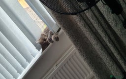 Maine Coon cats for sale: FEMALE MAINCOONE AND BRITISH SHORT HAIR CROSS - Image 3