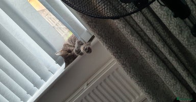 Maine Coon cats - Advert 3