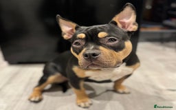 American Bully dogs for sale: Abkc Reg Female American Pocket Bully - Advert 4