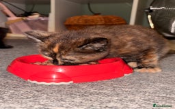 Maine Coon cats for sale: Part Maine Coon READY 8th December  - Advert 17