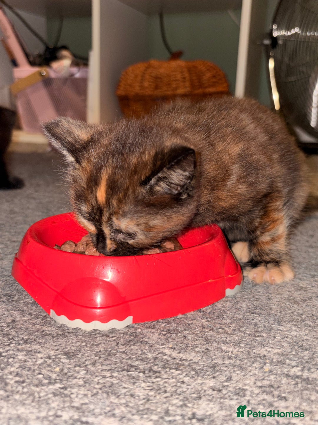 Maine Coon cats for sale: Part Maine Coon READY 8th December  - Advert 17