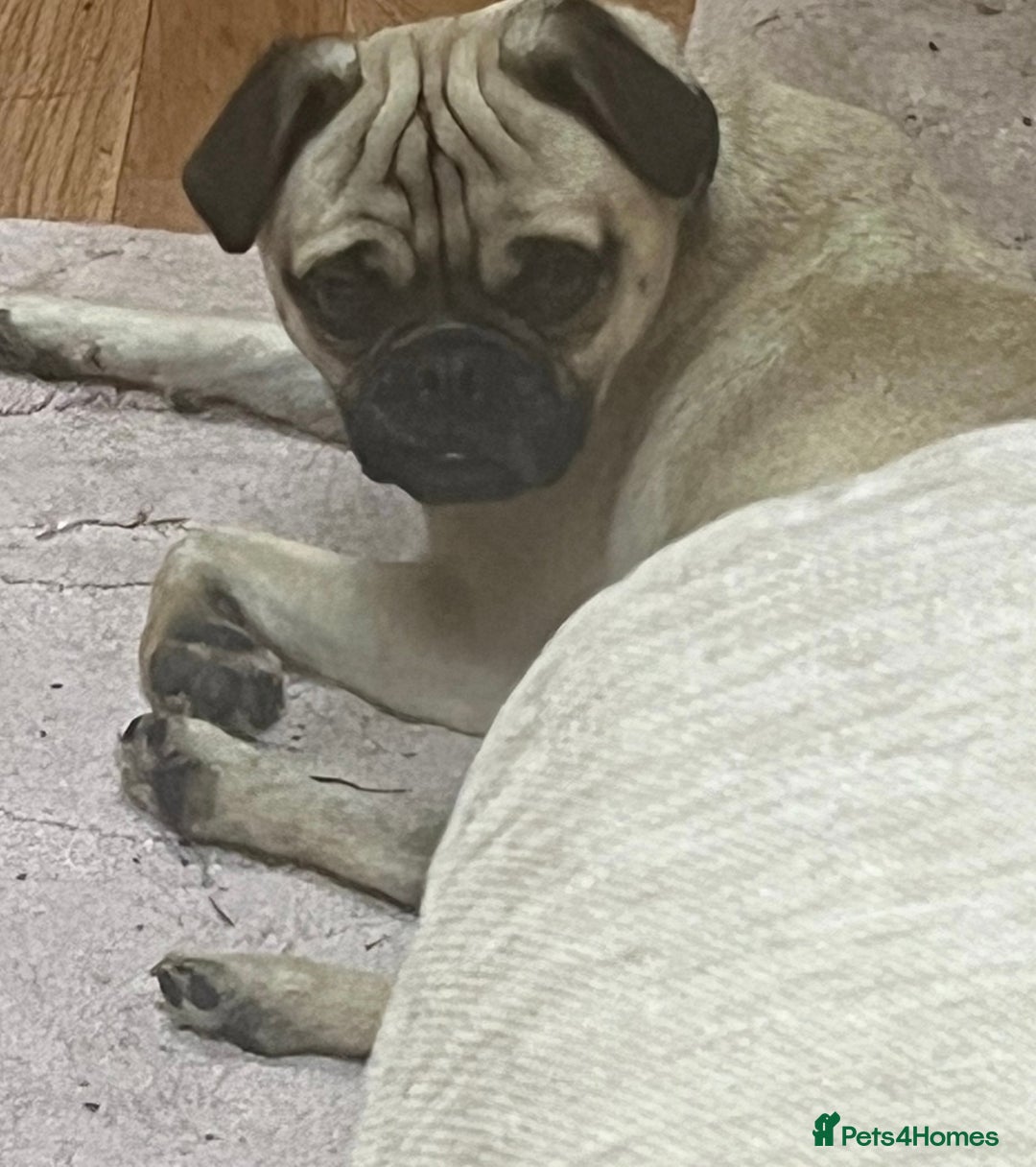 Jug dogs for sale: Pug for sale  - Advert 7