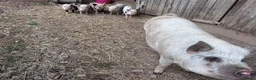 Pig livestock for sale: Mini Pigs  - Advert 2