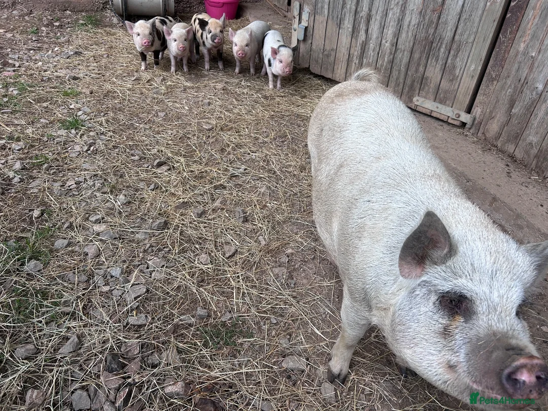 Pig livestock for sale: Mini Pigs  - Advert 2
