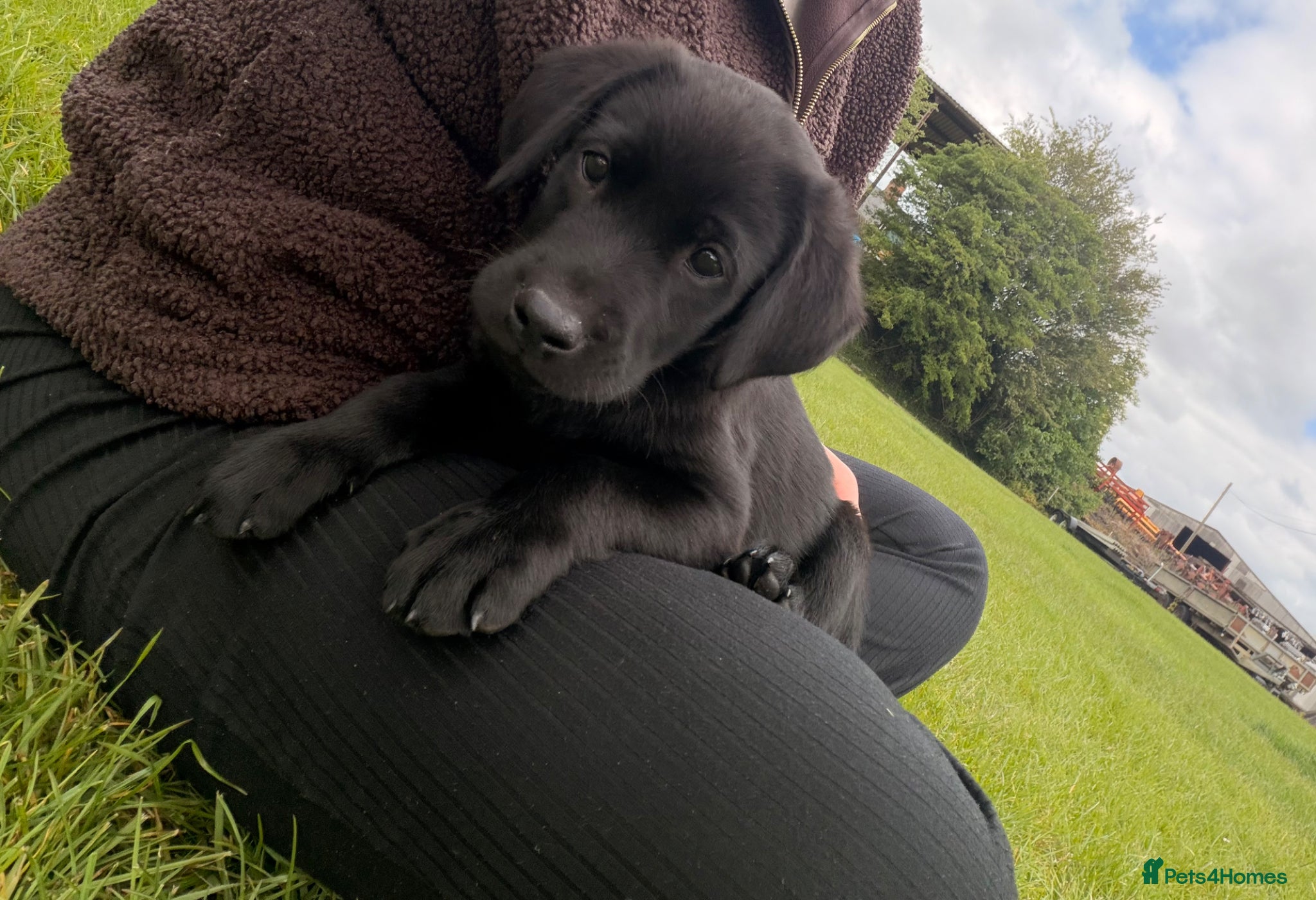 Labrador Retriever dogs for sale: Beautiful Labrador Puppies - Advert 2