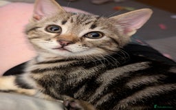 Mixed Breed cats for sale: Kittens - Image 3