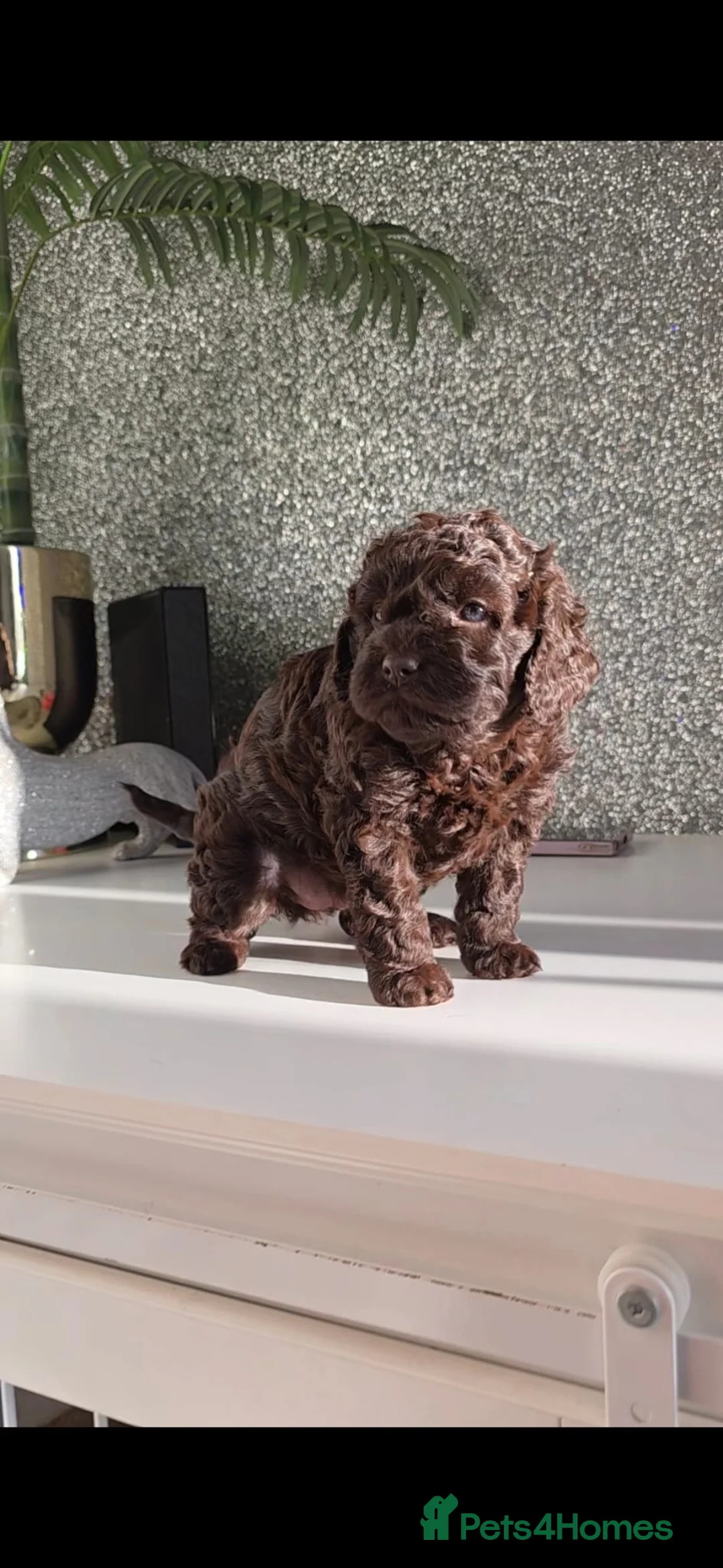 Cavapoo dogs for sale: Chocolate cavapoo girl - Advert 2