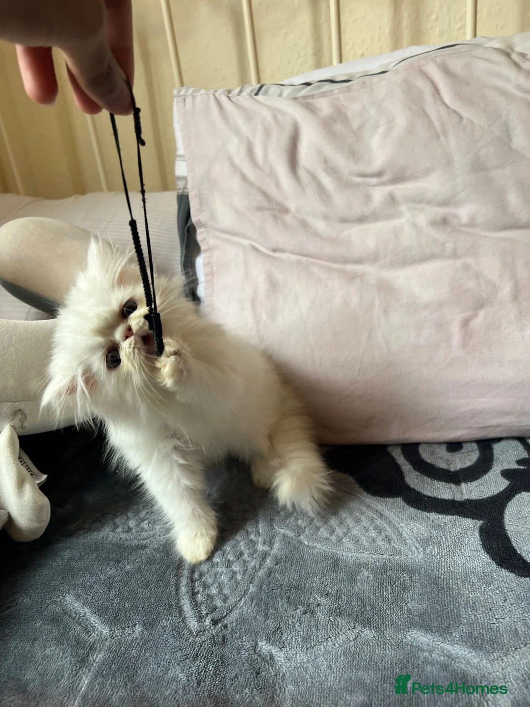 Persian cats for sale: Two pretty Persian kittens looking for a home - Advert 19
