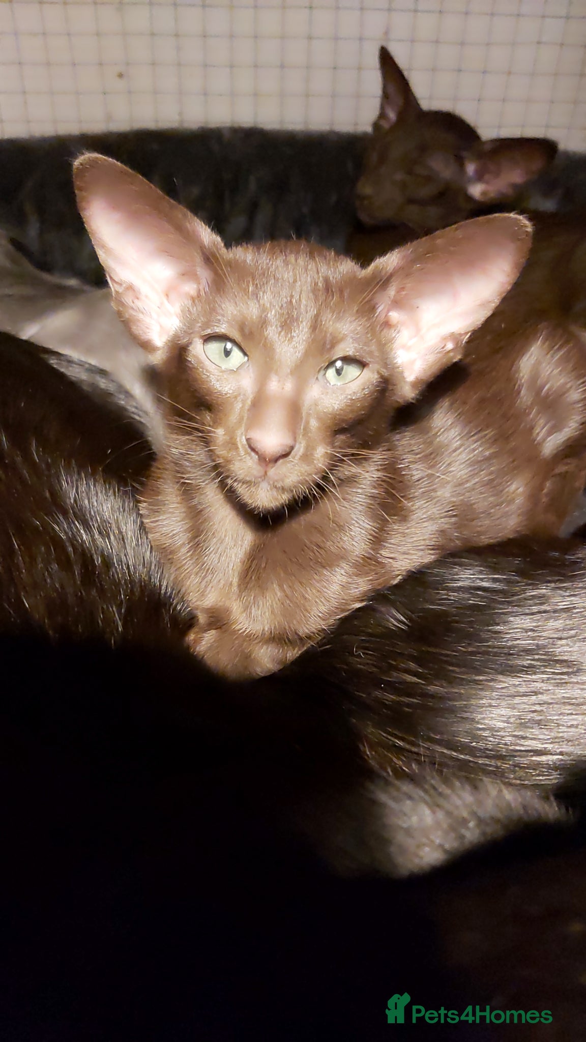 Oriental cats Pedigree Oriental 1 GIRL XL size ears GCCF - Advert 14