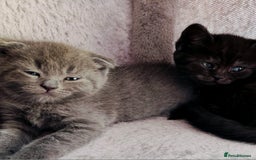 Scottish Fold cats for sale: ❤️Gorgeous Scottish Fold Straight ears kittens❤️ - Image 12