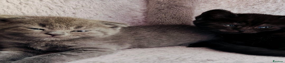 Grey Folded ears
