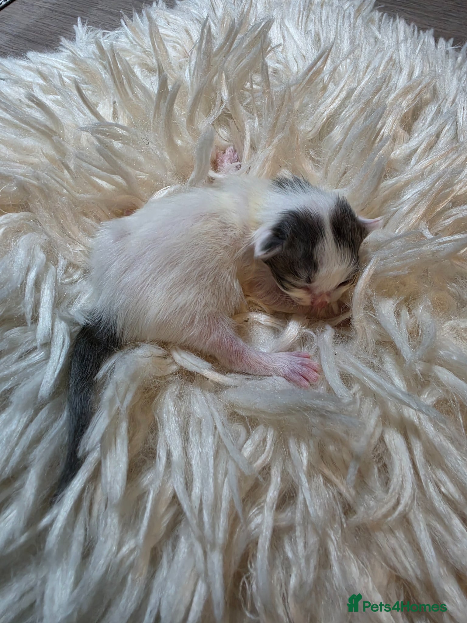 Persian cats for sale: Beautiful Persian Mix Kittens - Advert 16