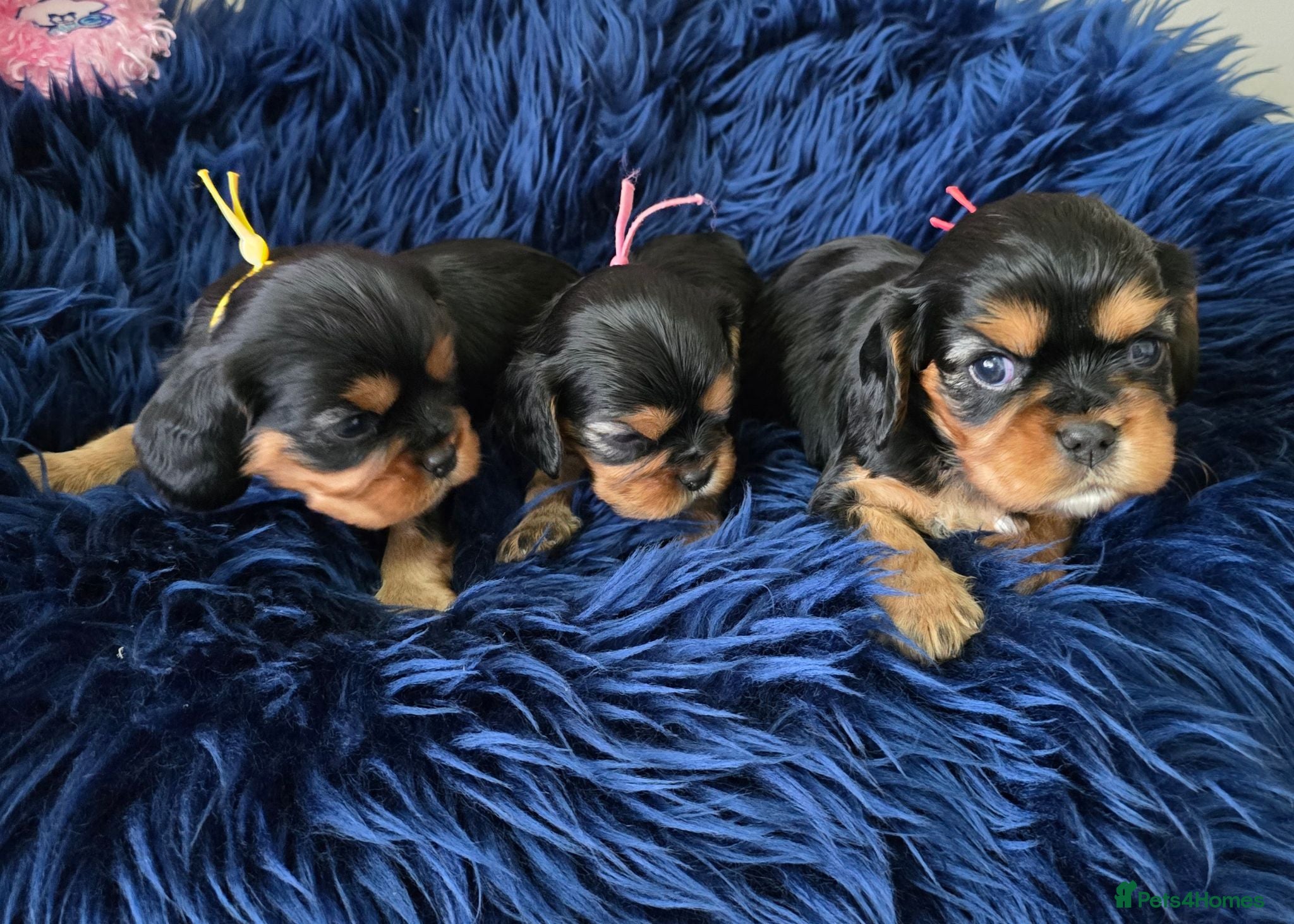 Cavalier King Charles Spaniel dogs Beautiful  Cavalier  puppies  - Advert 1