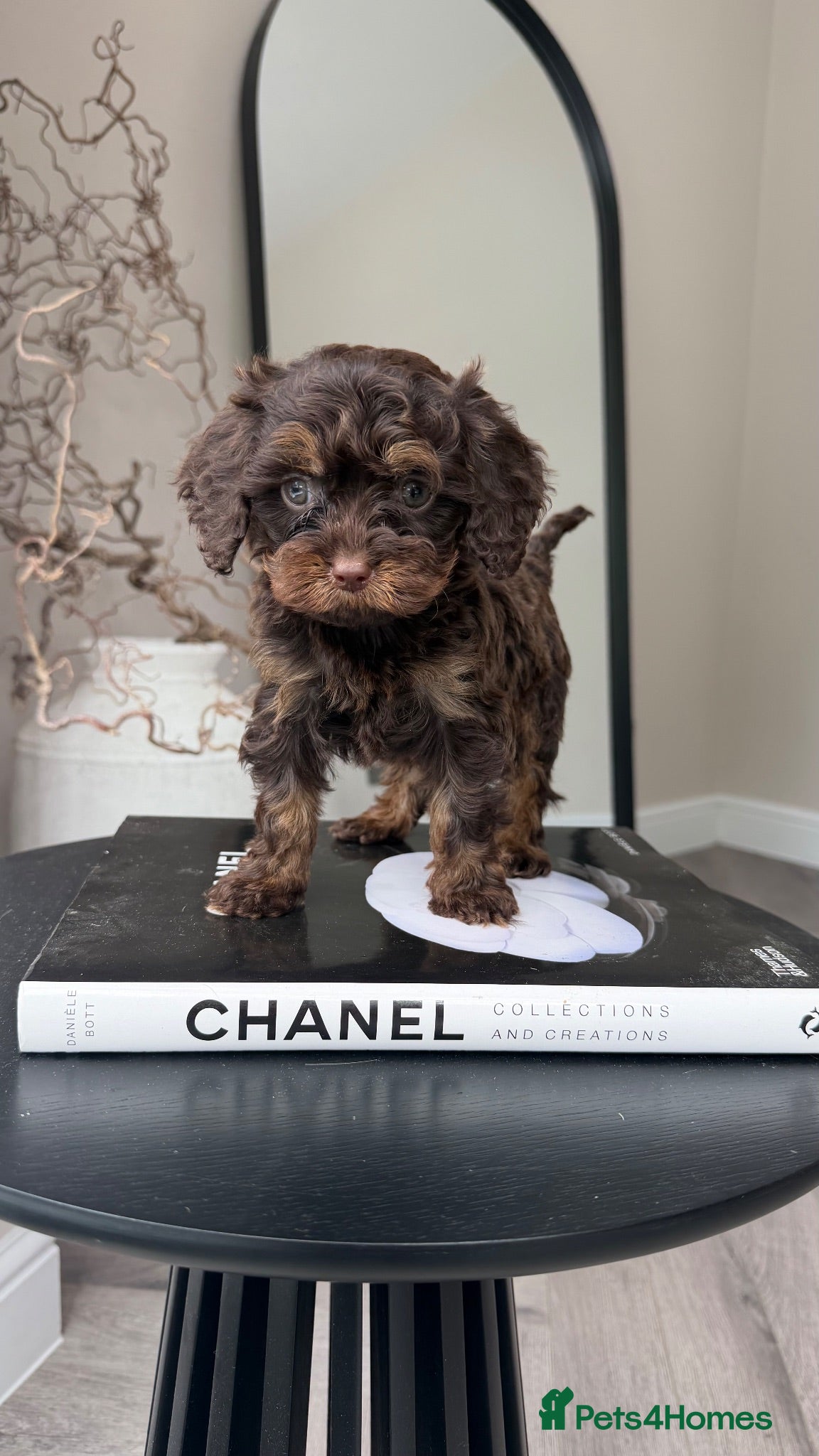 Cavapoo dogs Chocolate Cavapoos amazing quality - Advert 18