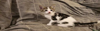 Mixed Breed Kitten 2